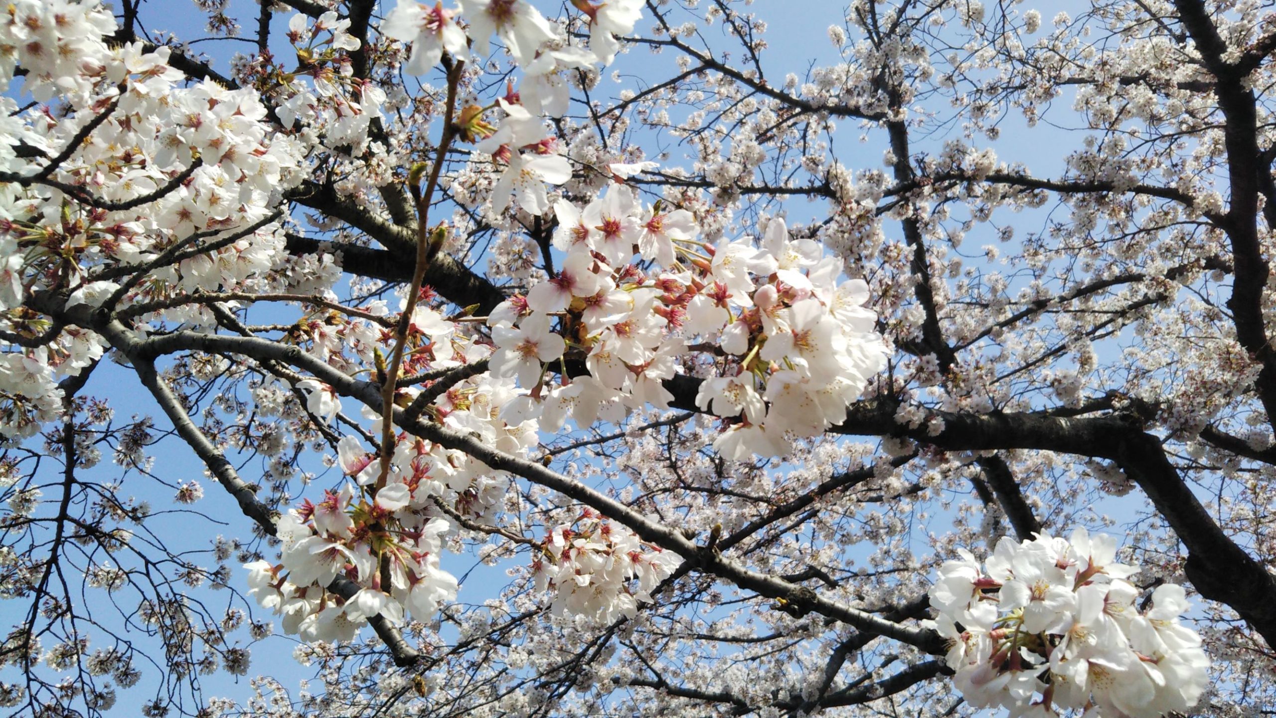 春日部市,桜,桜咲くかすかべ